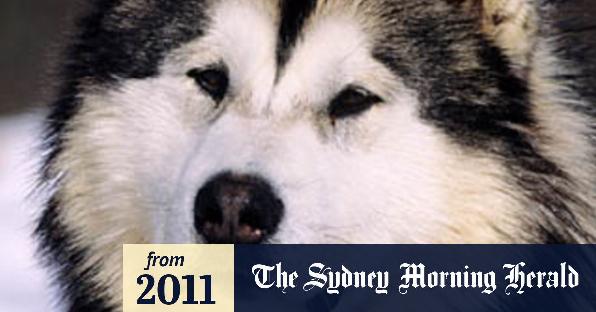 Sled dogs massacred after Canada Winter Olympics